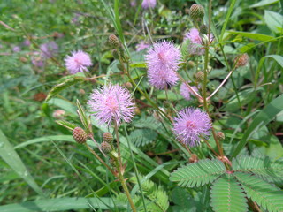 Close up flower of sensitive plant, sleepy plant or the touch-me-not tree (Mimosa pudica) in green leaf.