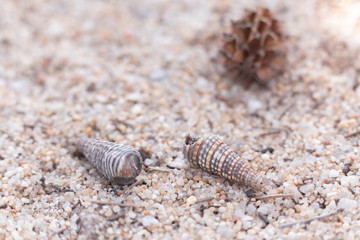 Shells are laid on sand grains at the beach, with wood chips and pine cones on the back.
