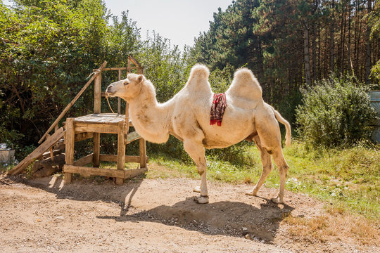 A beautiful two-humped camel with a red patterned blanket is tied in the forest. Tethered camel with a red blanket for excursions and photography.