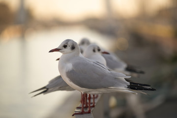 Obraz premium Mouettes au lever du jour dans le port