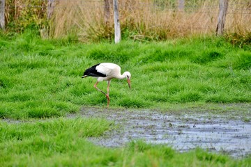Obraz na płótnie Canvas stork walking in grass
