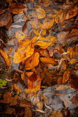 Yellow fallen leaves in the water in autumn in the park