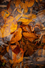 Yellow fallen leaves in the water in autumn in the park