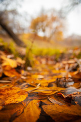 Yellow fallen leaves in the water in autumn in the park