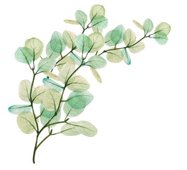  Watercolor eucalyptus leaf branch. Floristic design elements for floristics. Hand drawn illustration. Greeting card. Floral print. Plant painted background. For postcards, greetings, cards, logo. 