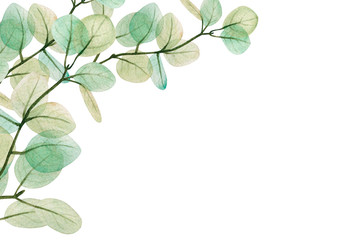  Watercolor eucalyptus leaf  frame. Floristic design elements for floristics. Hand drawn illustration. Greeting card. Floral print. Plant painted background. For postcards, greetings, cards, logo.  - 316153978