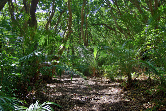 Jozani Rain Forest. Zanzibar, Tanzania, Africa