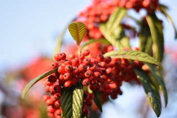 Beeren einer Franchets Zwergmispel (Cotoneaster franchetii)