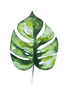 Watercolor drawing of green leaf of monstera. Handmade illustration of monstera's leaf isolated on white background. Beautiful green leaf of plant.