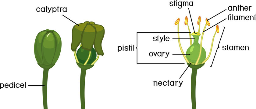 Stages of grape flower bloom and structure of grape flower