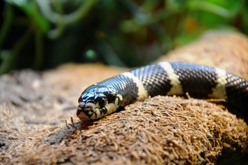 closeup of a snake called common kingsnake