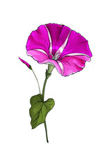 Single purple flower bindweed on stems with green leaves. Isolated on white. Hot pink Morning-glory for the design greeting cards, wedding invitation,textiles, wallpaper. Vector stock illustration.