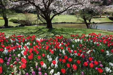 桜とチューリップ畑