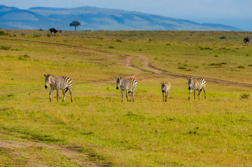 Fototapeta na wymiar Kenya, Africa, zebras walking on the Savannah, in the background ostriches and hills