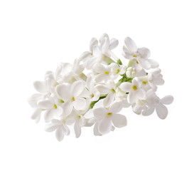 Fototapeta premium Branch of white lilac flowers isolated on white background.