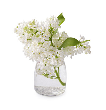 White lilac branches in a glass jar. Lilac flowers isolated on white background.