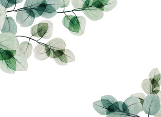  Watercolor eucalyptus leaf  frame. Floristic design elements for floristics. Hand drawn illustration. Greeting card. Floral print. Plant painted background. For postcards, greetings, cards, logo.  - 316155365