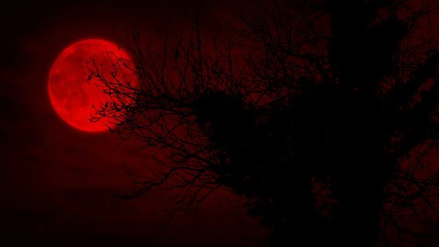 Scary Red Moon And Old Overgrown Tree