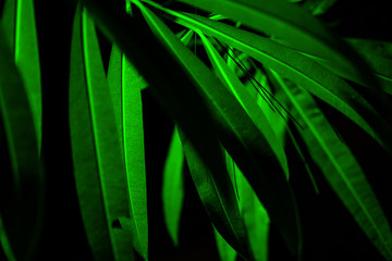 Plant branches with green leaves close up view. Natural environment, ecology, lush forest trees foliage. Beautiful botanical background with dense vegetation. Illuminated greenery at nighttime