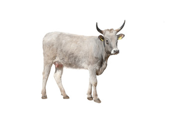 brown cow isolated on a white background