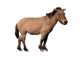 horse ( przewalski ) isolated on a white