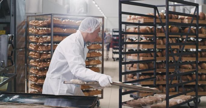 Mature man baker in special white equipment take the shelf of raw bred to transport all the bred to baking in the oven , food industry bakery