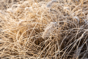 Frost on the grass and reed. Ice crystals close up. Nature Winter Background. Frost day of winter.