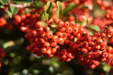 Roter Feuerdorn - Früchte
