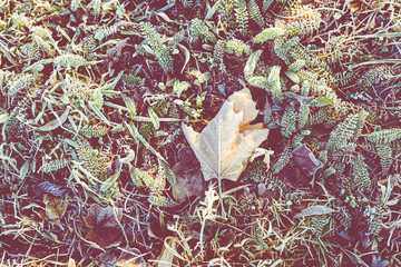 Frost on the grass and reed. Ice crystals close up. Nature Winter Background. Frost day of winter.