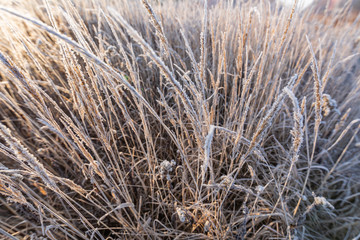 Frost on the grass and reed. Ice crystals close up. Nature Winter Background. Frost day of winter.
