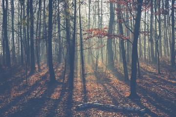 Foggy dark winter forest in Poland.