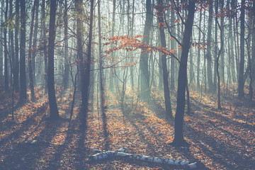 Foggy dark winter forest in Poland.