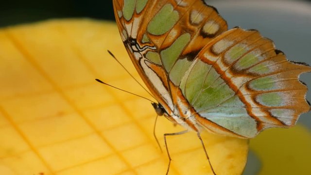 Beautiful tropical butterfly Siproeta stelenes or malachite eating a sweet fruit near view. Thin butterfly nose collects nectar