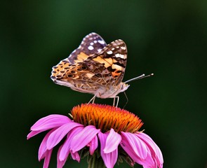 butterfly on echinacea flower