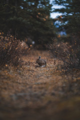 Curious Bunny In the Forest
