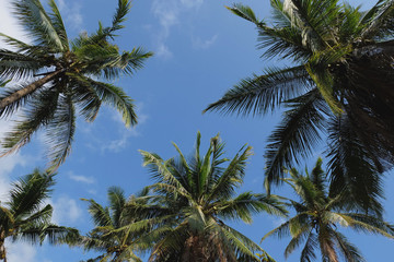 Fototapeta na wymiar Coconut palm trees perspective high long view