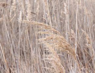 Fototapeta premium reeds background with plants in winter