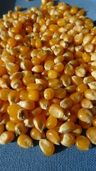 corn kernels 