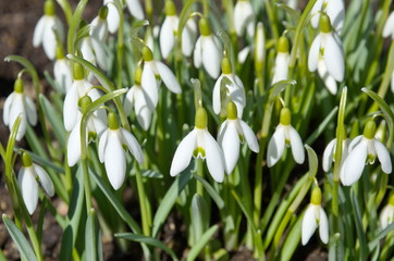 Snowdrops of Voronov (lat. Galanthus woronowii) close-up
