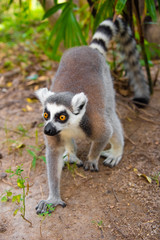 A lemur with bright orange eyes walks on the ground.