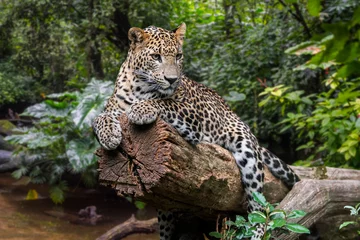 Keuken foto achterwand Luipaard Sri Lankaanse luipaard in regenwoud, inheems in Sri Lanka