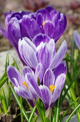 Lilac and purple crocuses close up