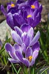 Blooming lilac crocuses close up