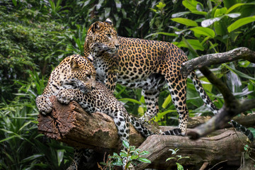 Sri Lankan leopard pair in tree, native to Sri Lanka