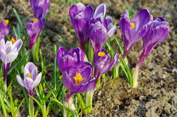 Purple and lilac crocuses close-up