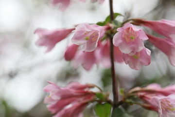 Weigela maximowiczii. Pink weigela flowers close-up.