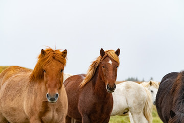 Several colors Icelandic horses in a peaceful meadow, Iceland