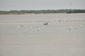 folk of gull birds and other cranes sitting, haunting and searching for food in the lake in india