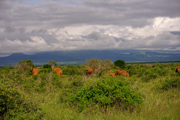 Elefanten im Nationalpark Tsavo Ost und Tsavo West in Kenia