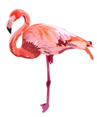 Pink flamingo illustration isolated on white background.